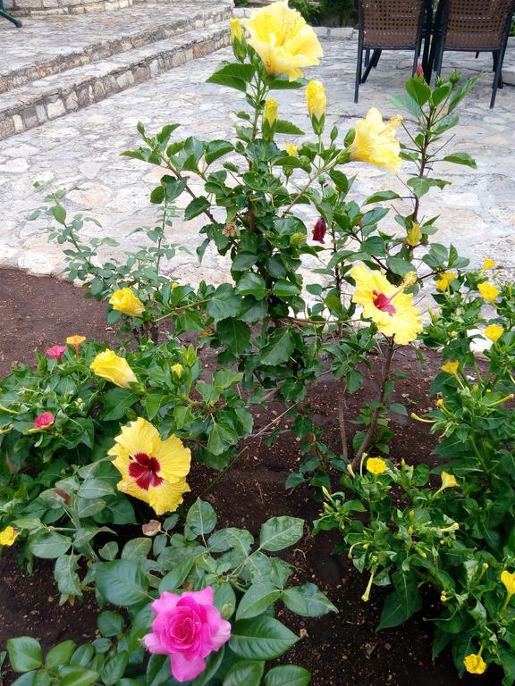 Sivota Apartments Parthenia Dış mekan fotoğraf